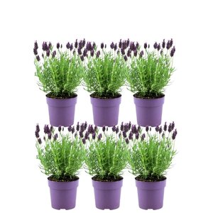 NatureNest Franse lavendel planten (bloeiend) - Set van 6