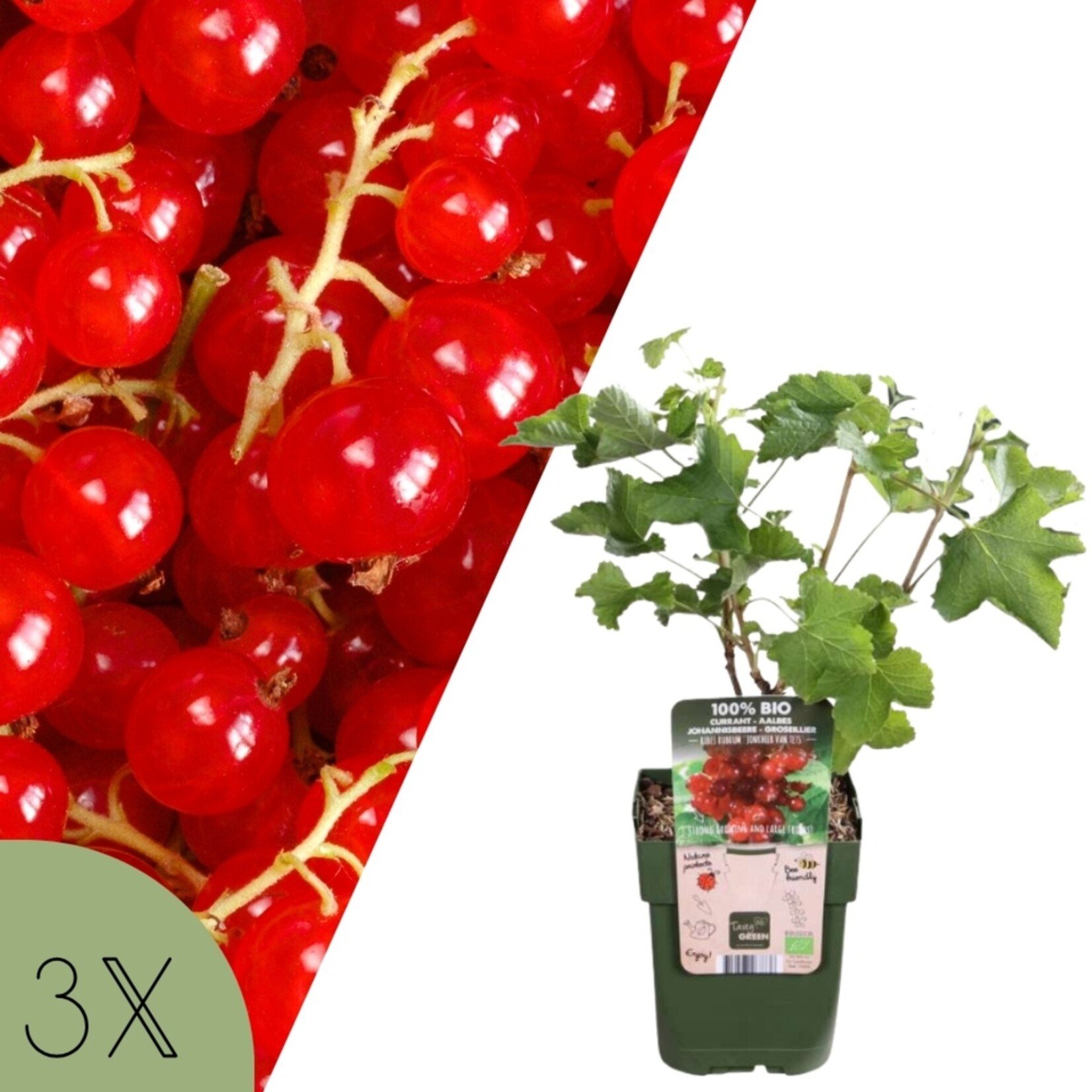 NatureNest Ribes Uva-Crispa Aalbessenplant – 100% Biologische Fruitstruiken – 3