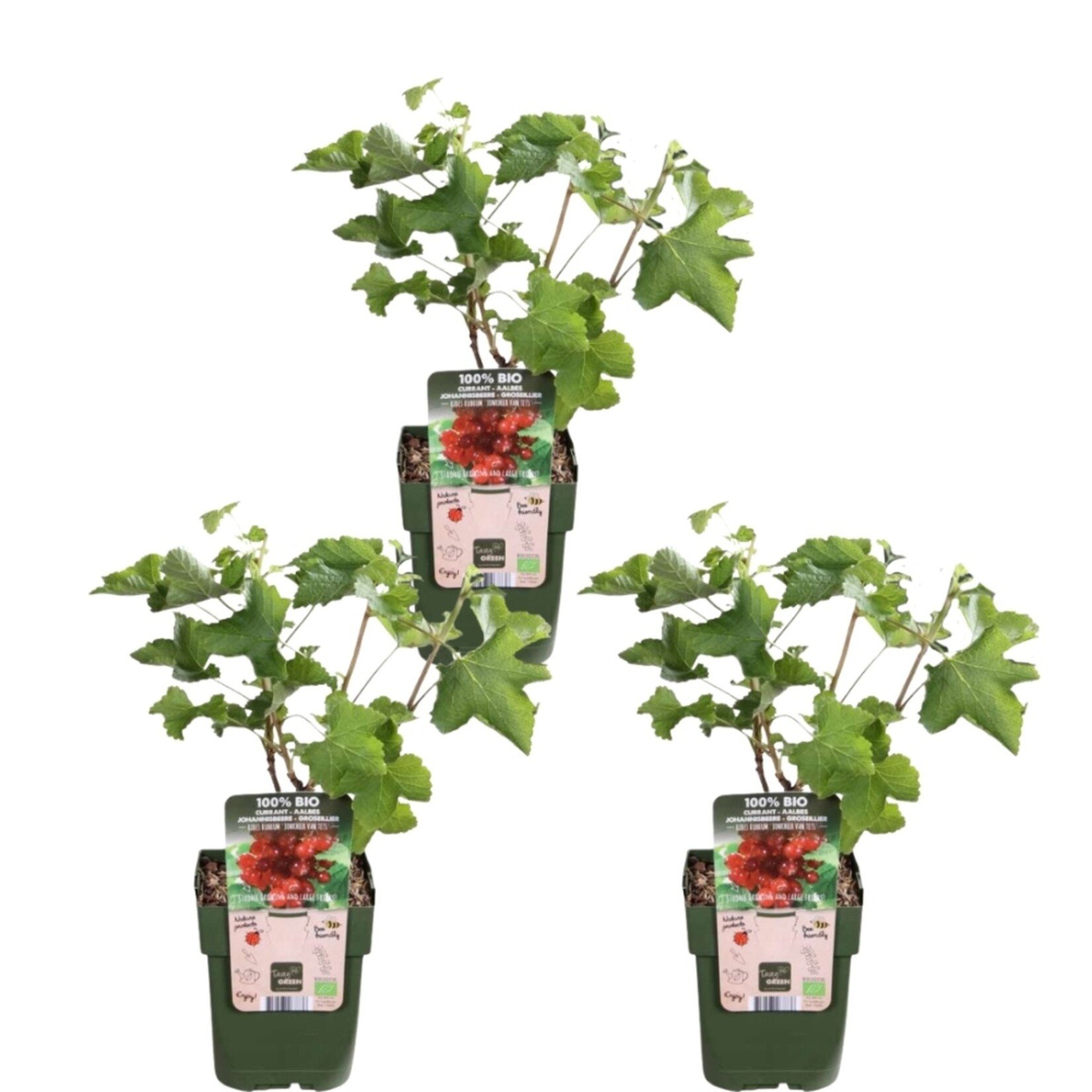 NatureNest Ribes Uva-Crispa Aalbessenplant – 100% Biologische Fruitstruiken – 3