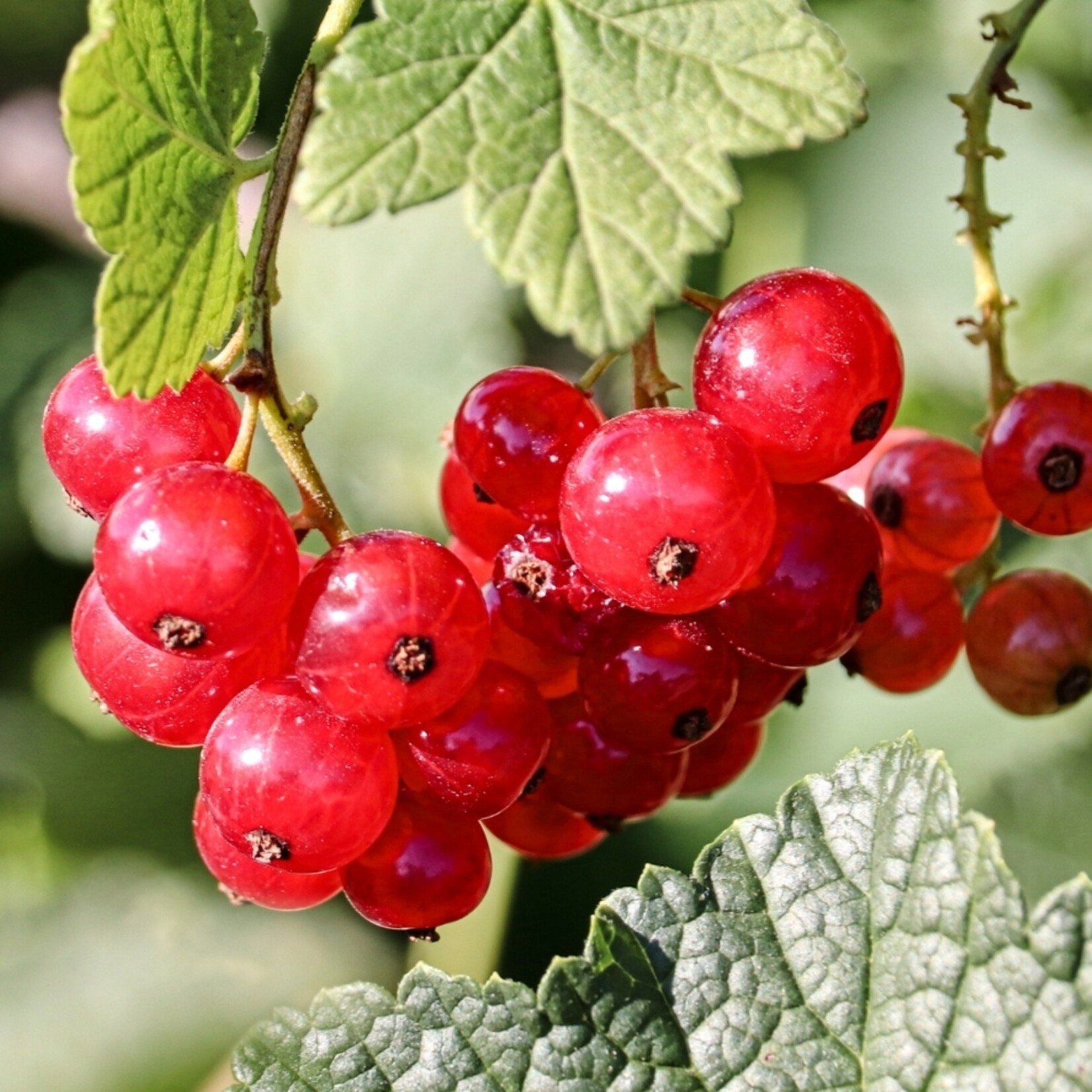 NatureNest Ribes Uva-Crispa Aalbessenplant – 100% Biologische Fruitstruiken – 3