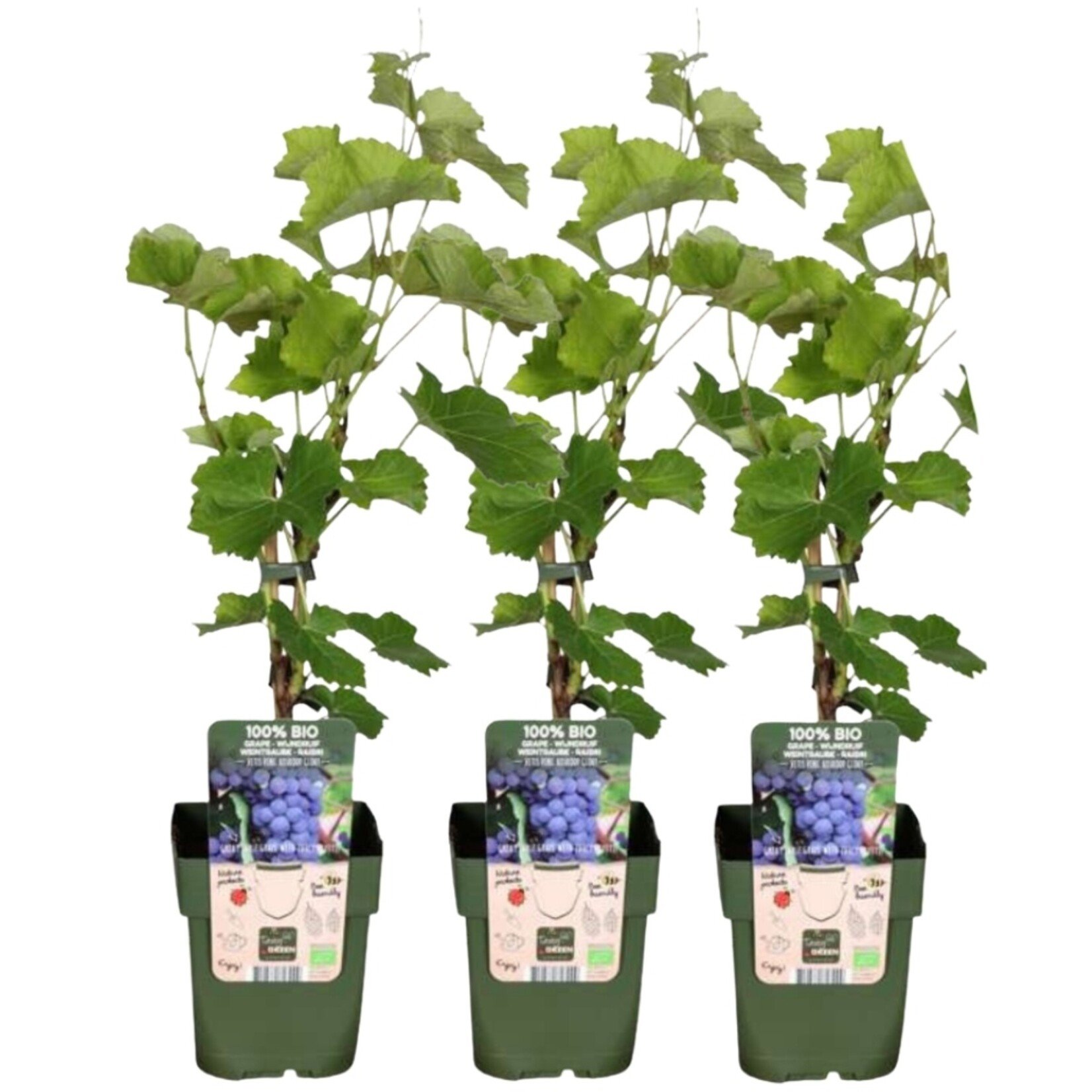 NatureNest Vitis vinifera Druivenplant – 100% Biologische Fruit- en Klimplanten – 3