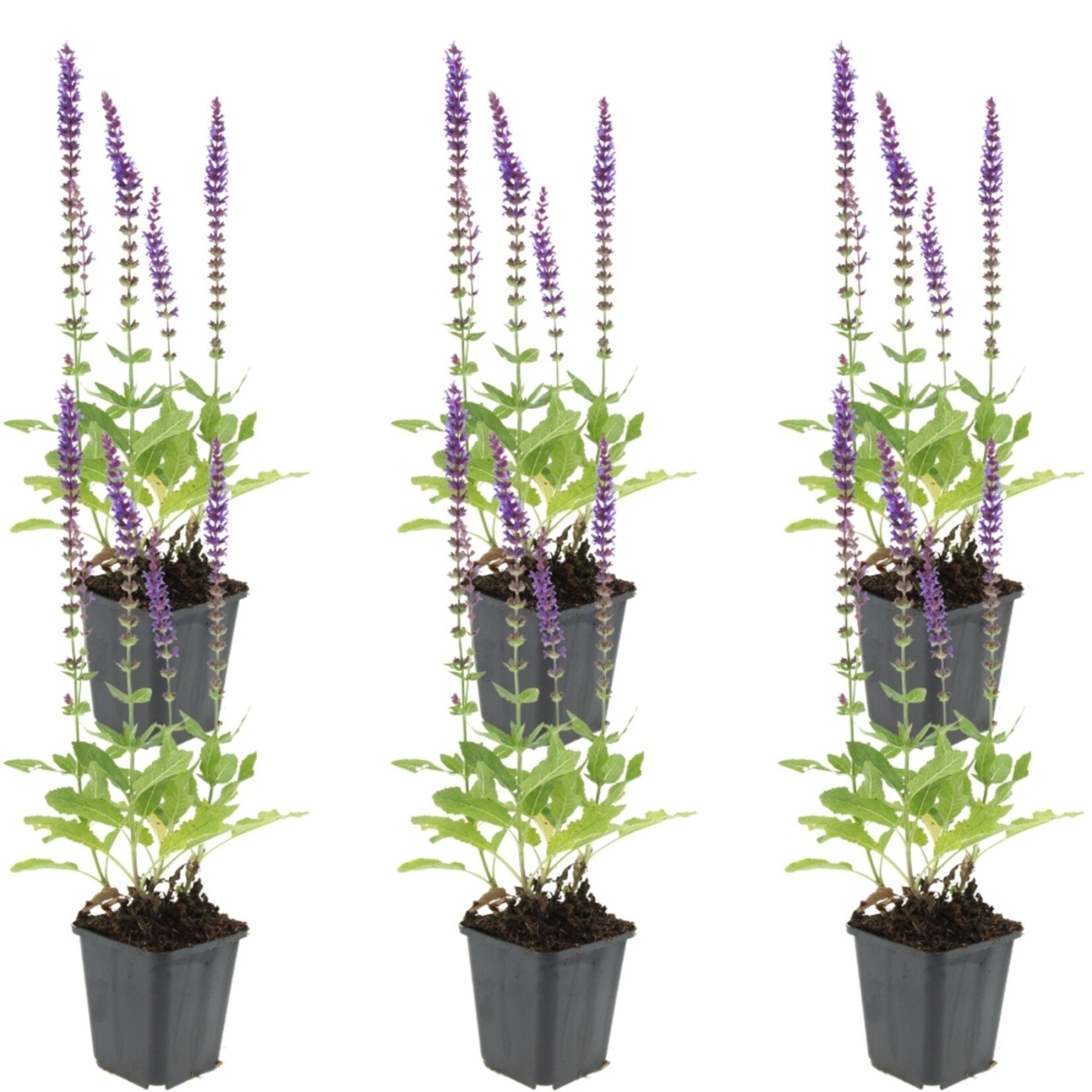 NatureNest Salvia Nemorosa Vaste Plant – Kleurrijke Ostfriesland Salie