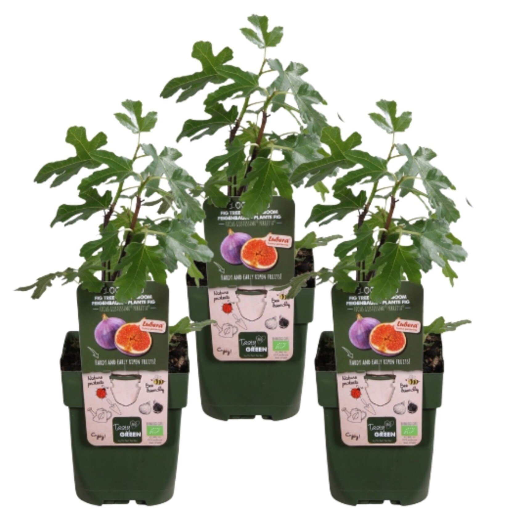 NatureNest Ficus Carica Vijgenboom – 100% Biologisch en Winterhard – 3