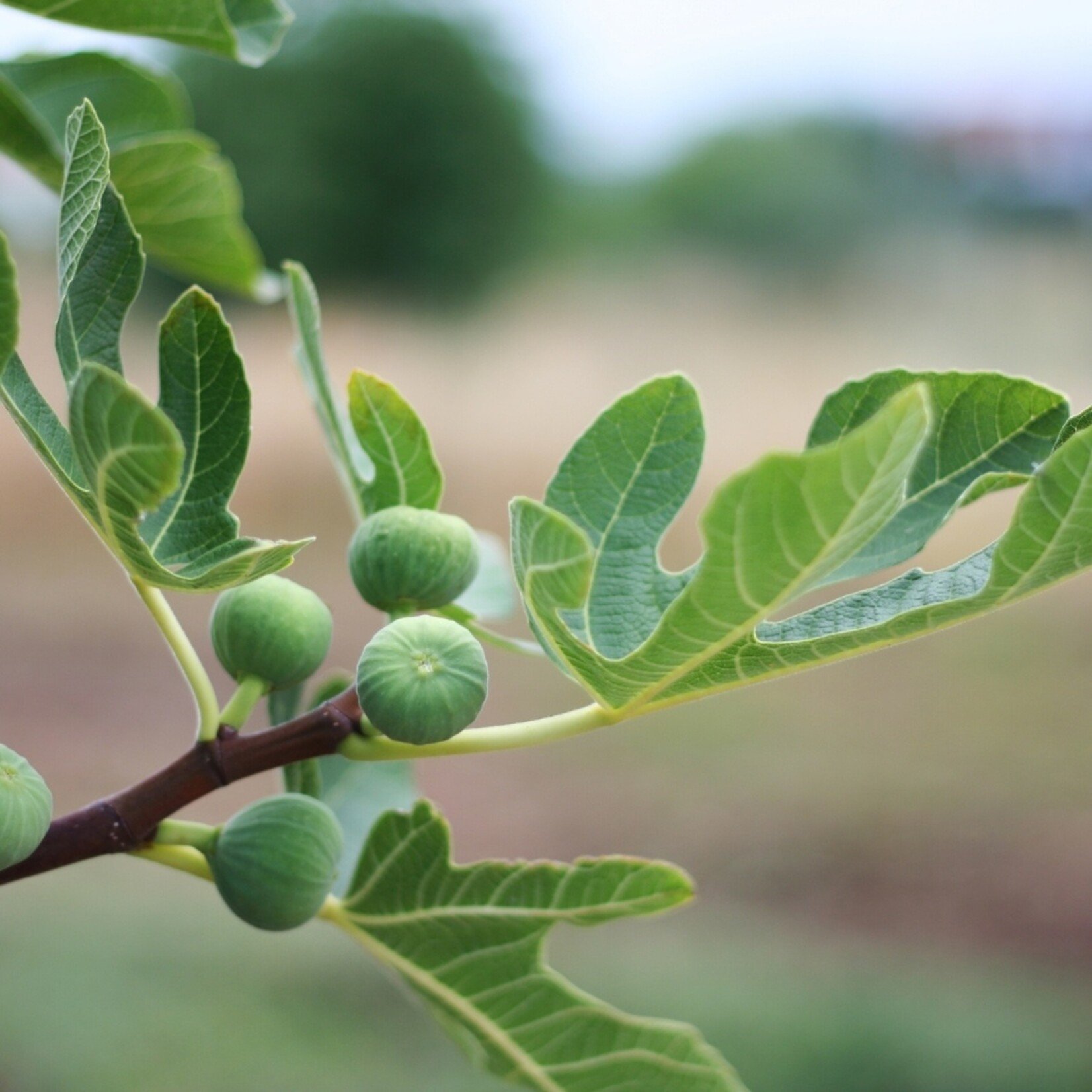 NatureNest Ficus Carica Vijgenboom – 100% Biologisch en Winterhard – 3