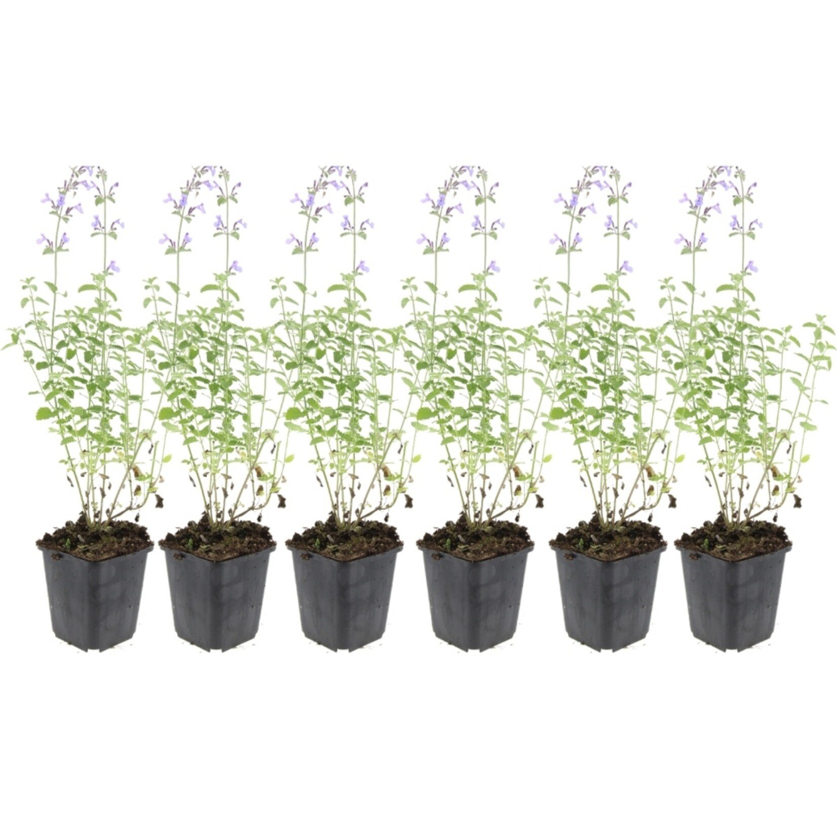 NatureNest Nepeta Walker’s Low Kattenkruid – Bijen en Vlindervriendelijke Tuinplanten – 3