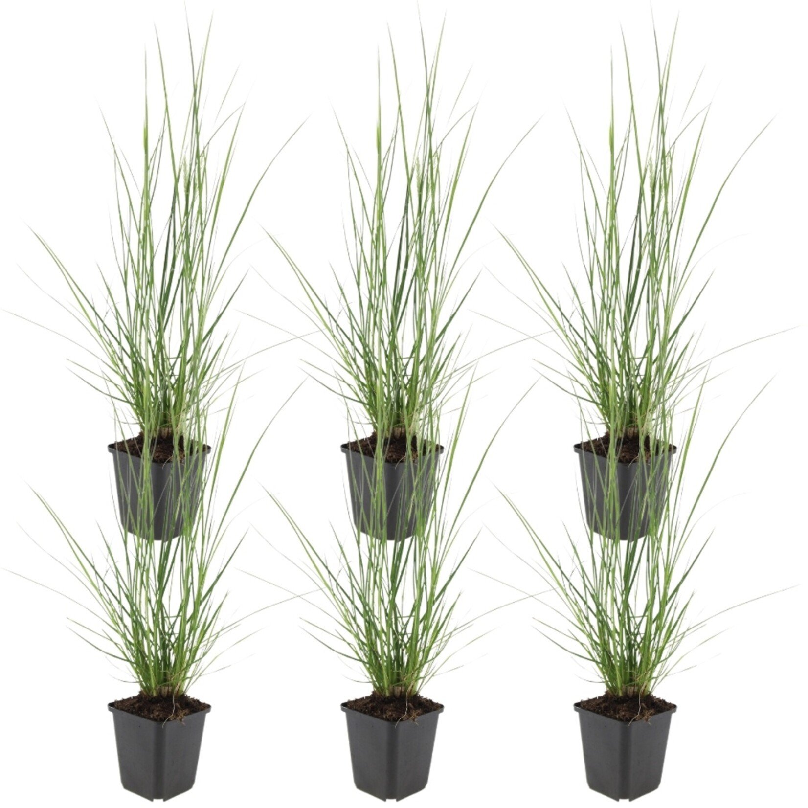 NatureNest Pennisetum Alopecuroides Hameln Siergras – Zachte Pluimen – 3