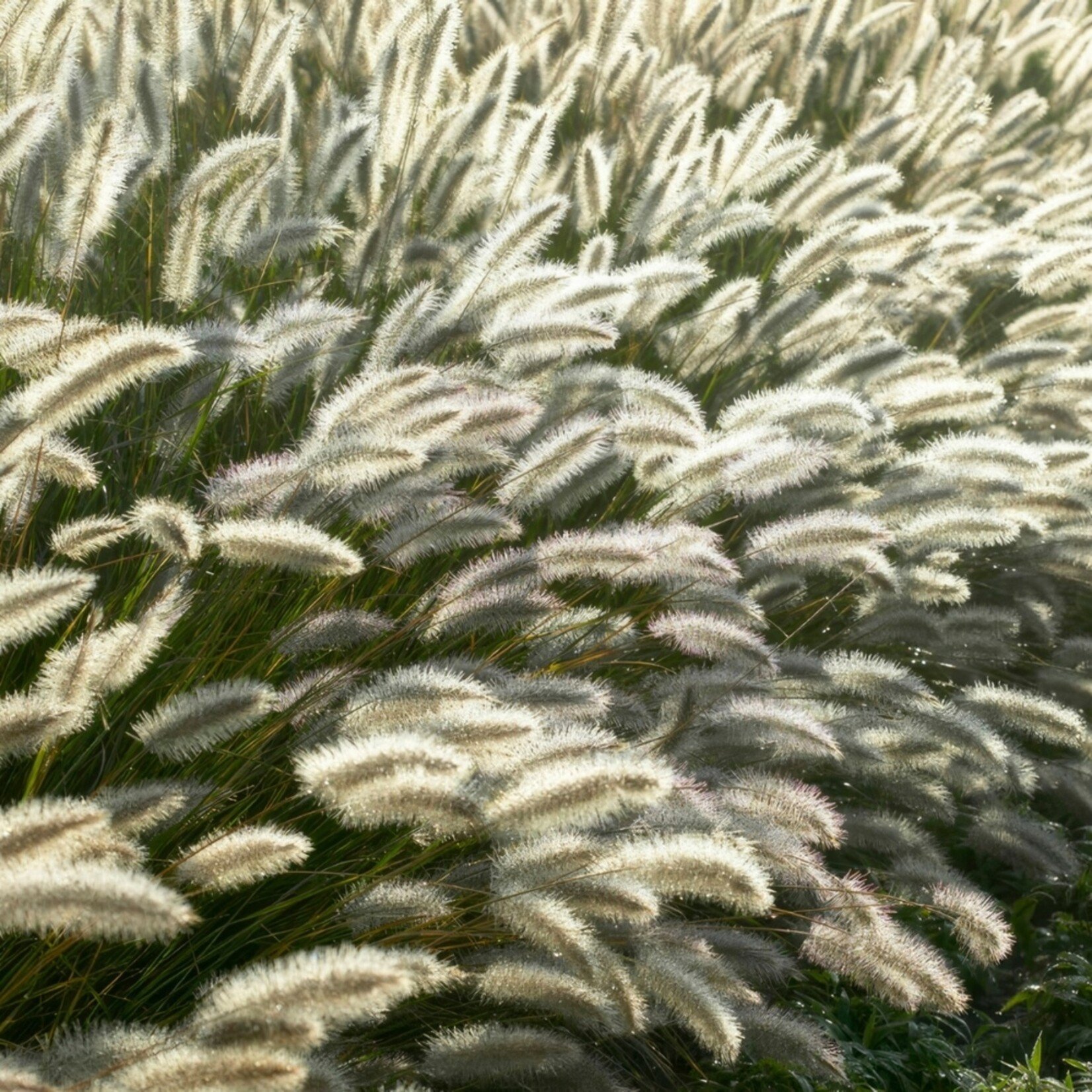 NatureNest Pennisetum Alopecuroides Hameln Siergras – Zachte Pluimen – 3