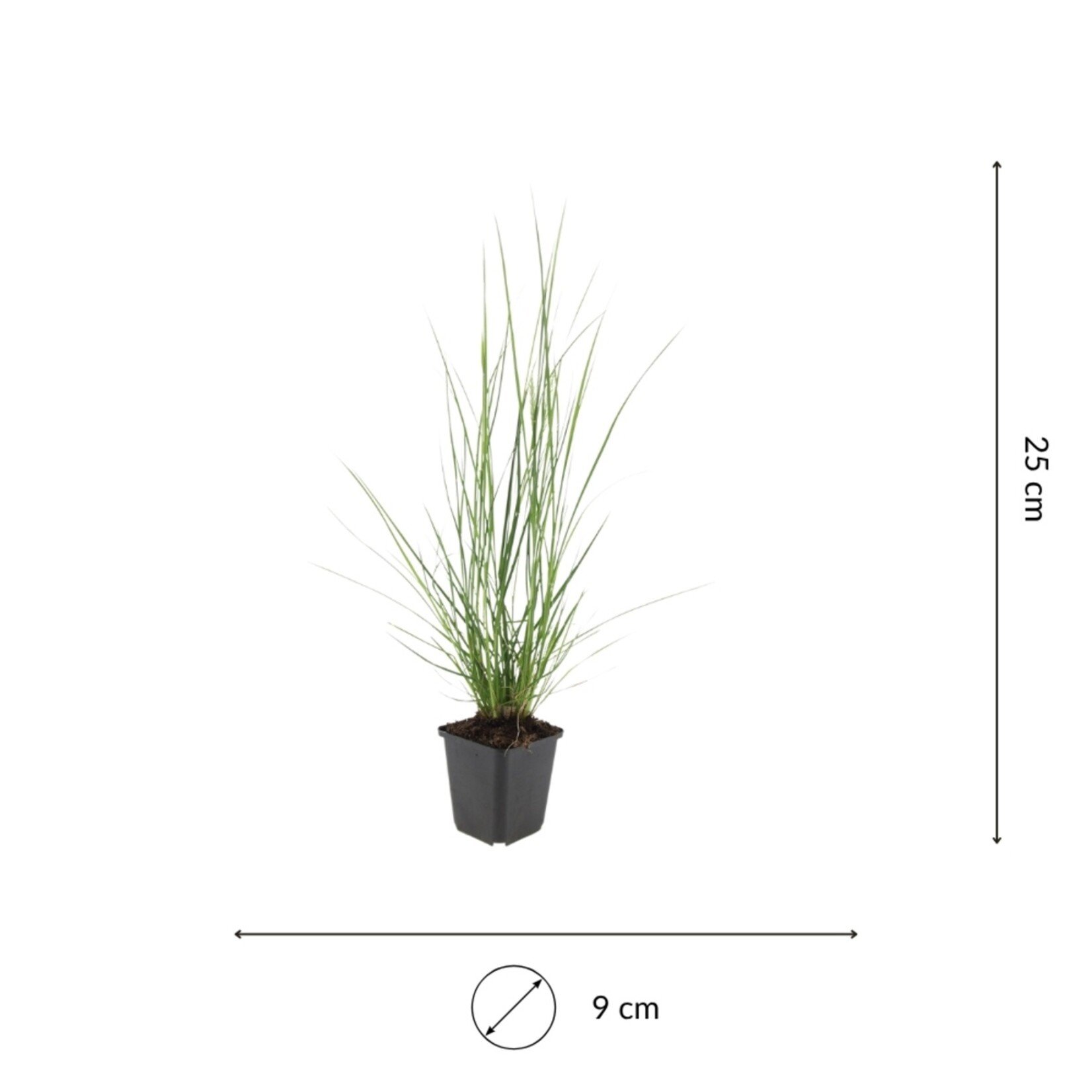 NatureNest Pennisetum Alopecuroides Hameln Siergras – Zachte Pluimen – 3