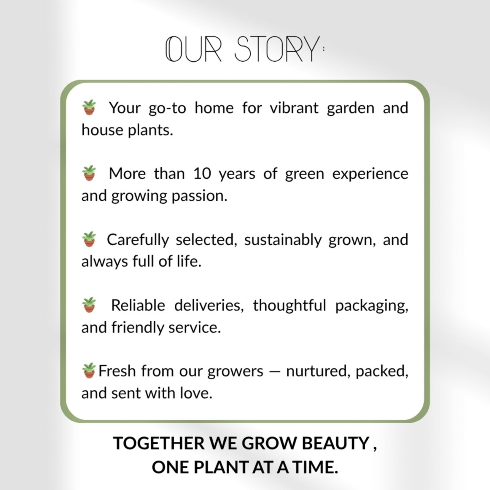 NatureNest Stipa Tenuissima Siergras – Ponytails Federgras Pluimen – 3