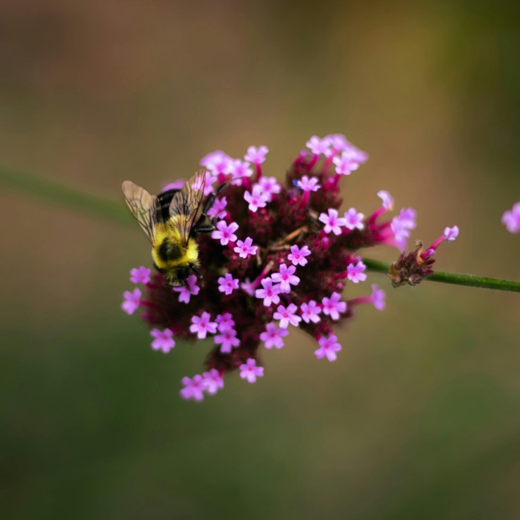 NatureNest Verbena Bonariensis Vaste Plant – IJzerhard Tuinplant – 3