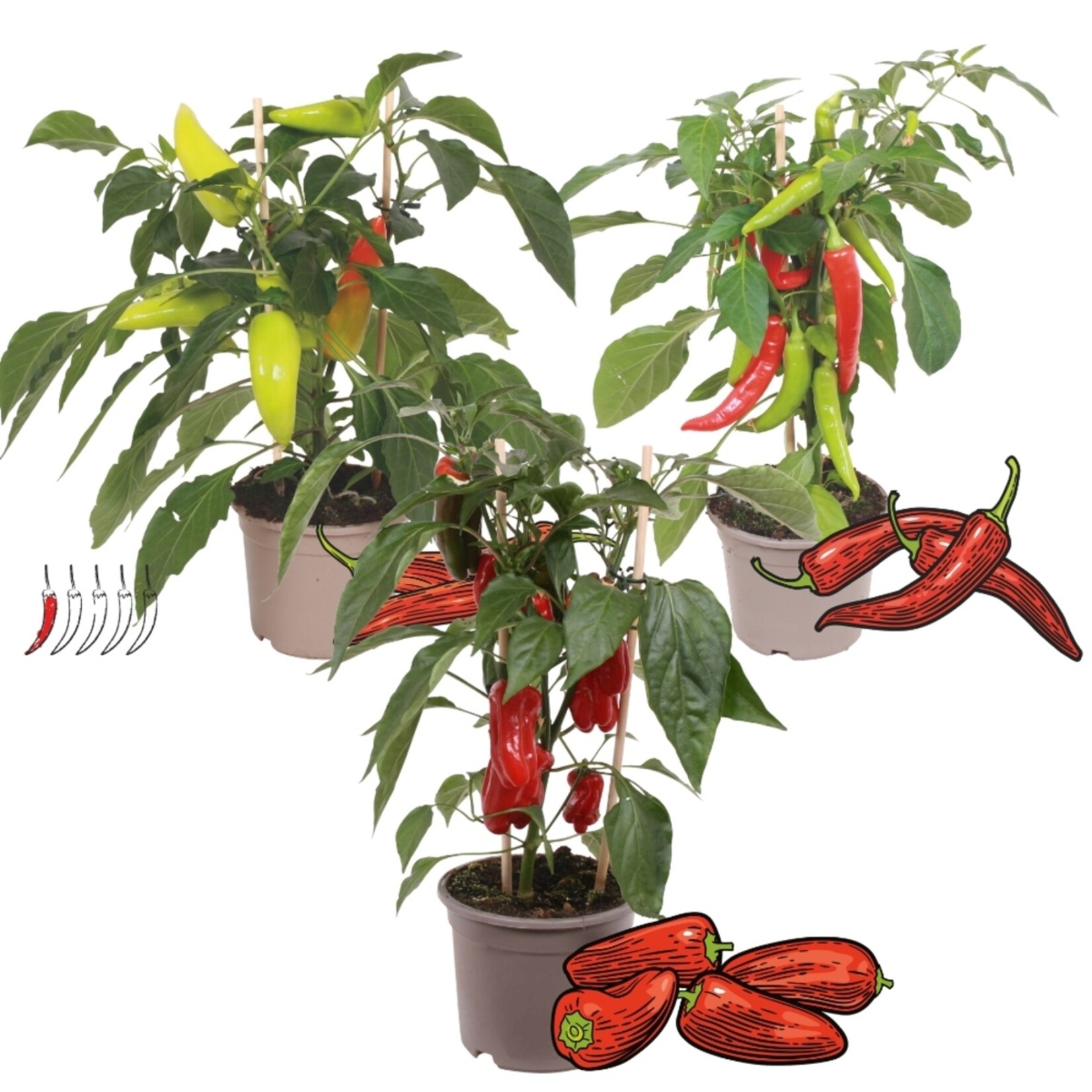 NatureNest Pittig Trio - Set van 3 Peperplanten - PICK-&-JOY® Hot Chili Red, Mild Chili, Snack Pepper Red