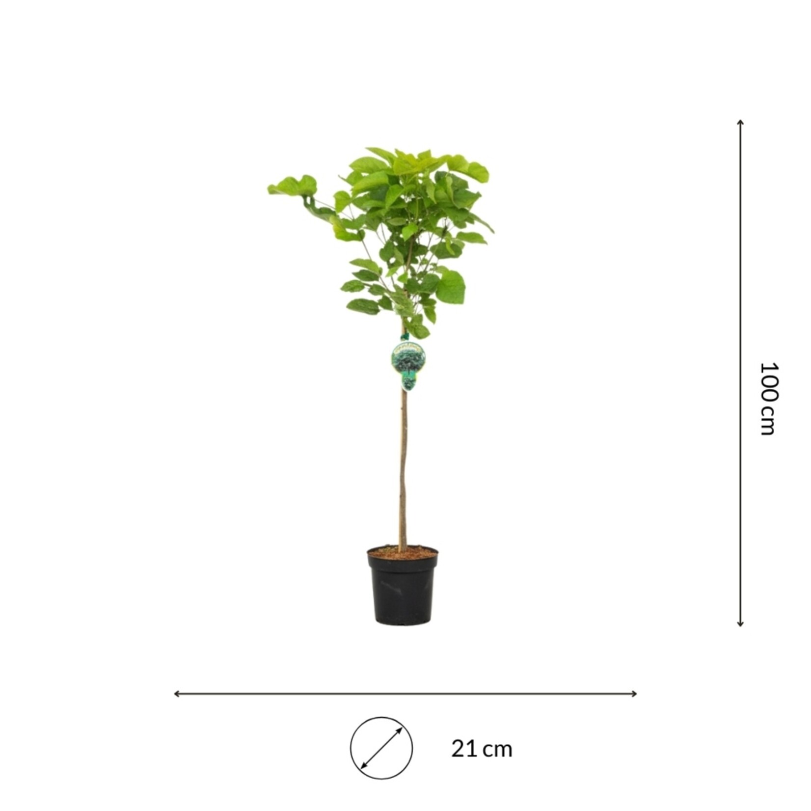 NatureNest Bolcatalpa op Stam - 80 cm Stam - Catalpa Bignonioides Nana - Sierlijke Kleine Tuinboom