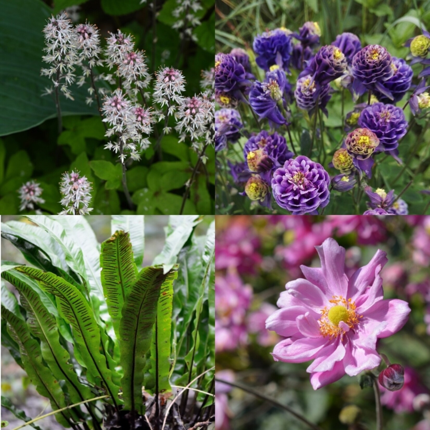 NatureNest Borderpakket Nora - Vaste Borderplanten Mix - Kleurige Bloeiborder voor Tuin
