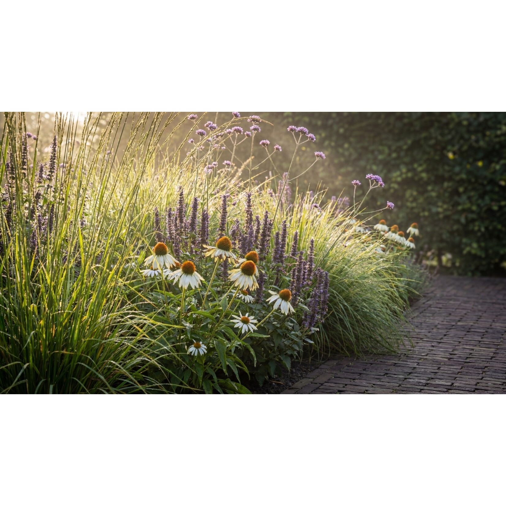 NatureNest Borderpakket Joy - Vaste Borderplanten Mix - Kleurrijke Bloeiers voor de Tuin