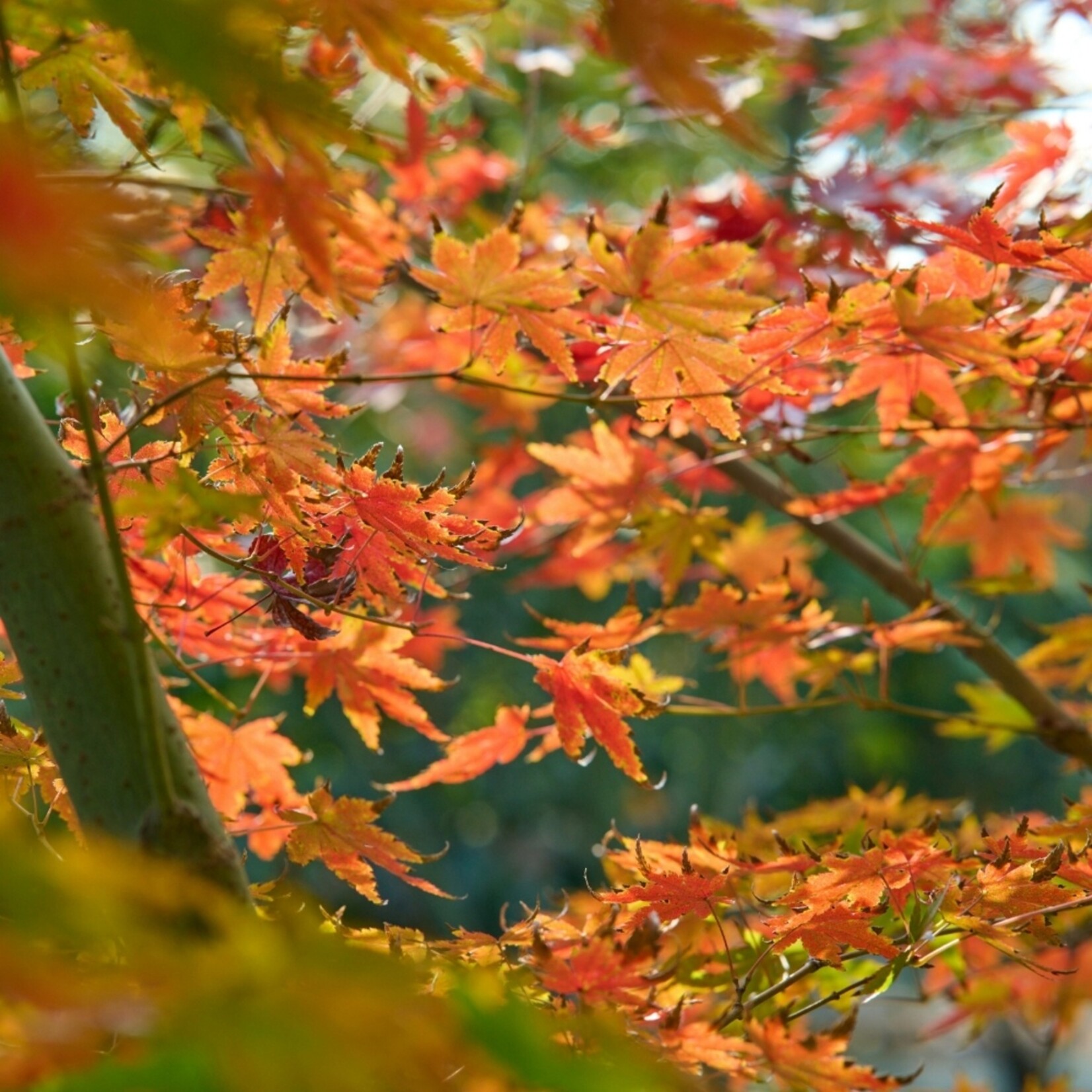 NatureNest Japanse Esdoorn Brilliantissimum - op 80 cm Stam - Acer Pseudoplatanus - Lichtgekleurde Sierboom