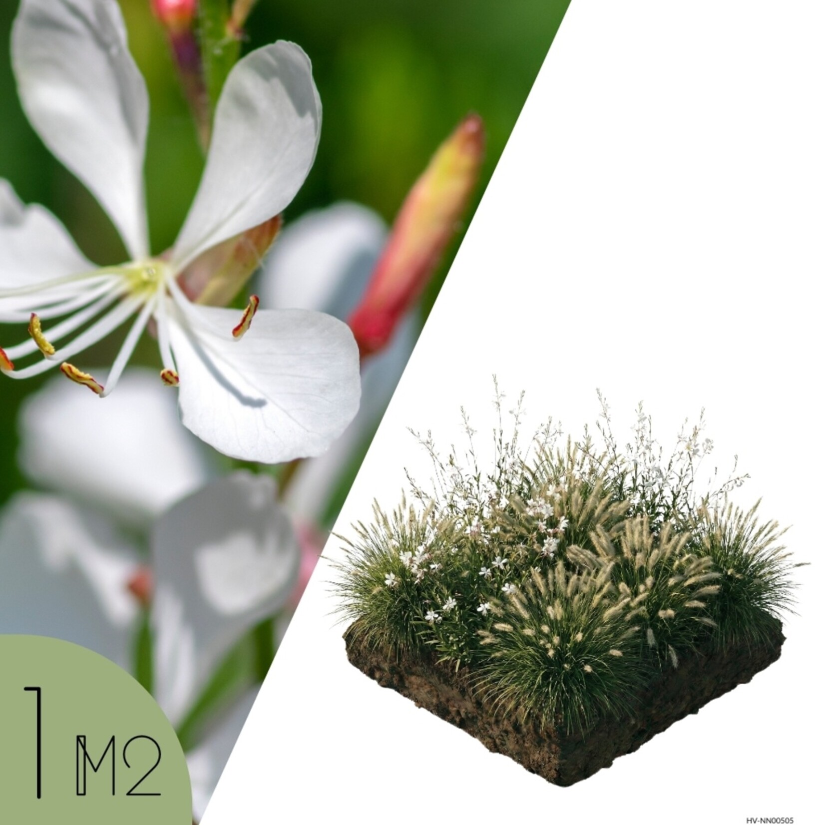 NatureNest Borderpakket Luna - Vaste Borderplanten Mix - Bloeiers voor Zonnige Border