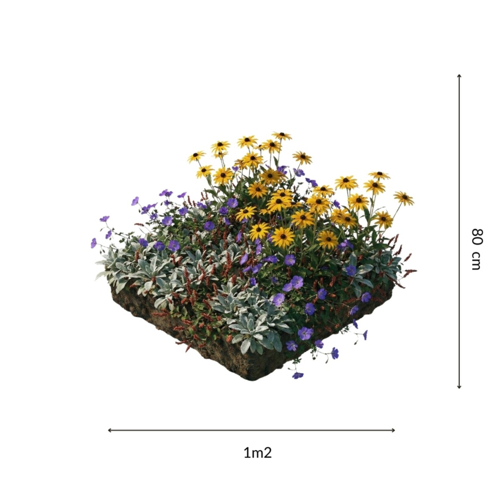 NatureNest Borderpakket Rosie - Vaste Borderplanten Mix - Kleurrijke Bloeiende Tuin