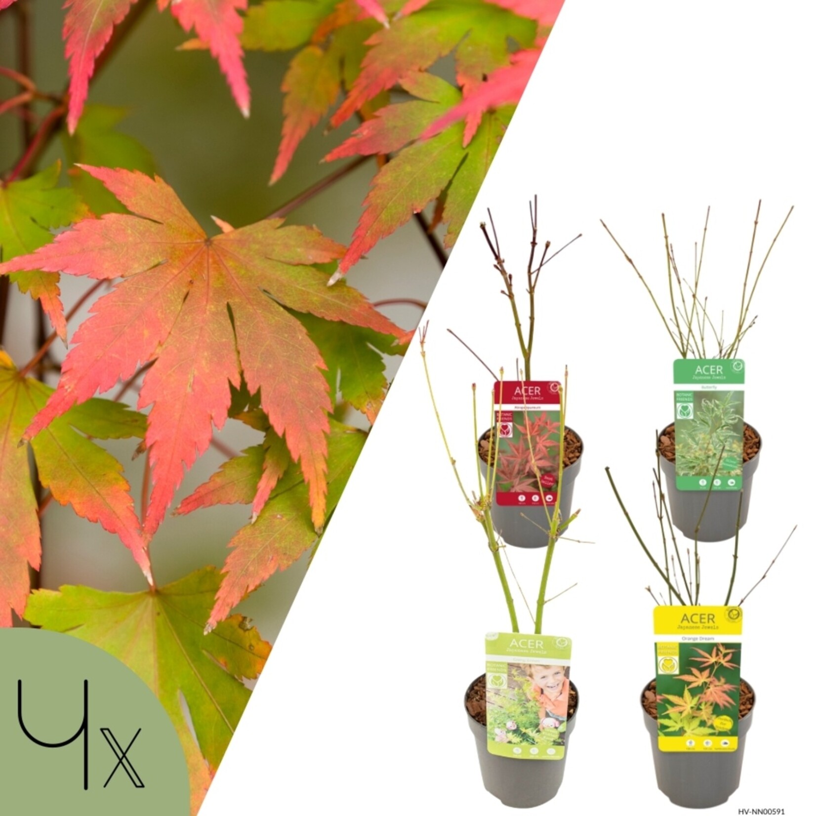 NatureNest Japanse Esdoorn Kleuren Mix - Set van 4 Japanse Esdoorns - Acer Palmatum - Bonte Bladkleuren