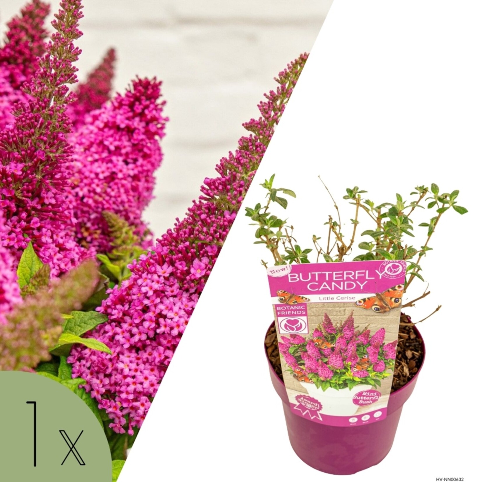 NatureNest Vlinderstruik Little - Compacte Buddleja - Buddleja Butterfly Candy – Little White