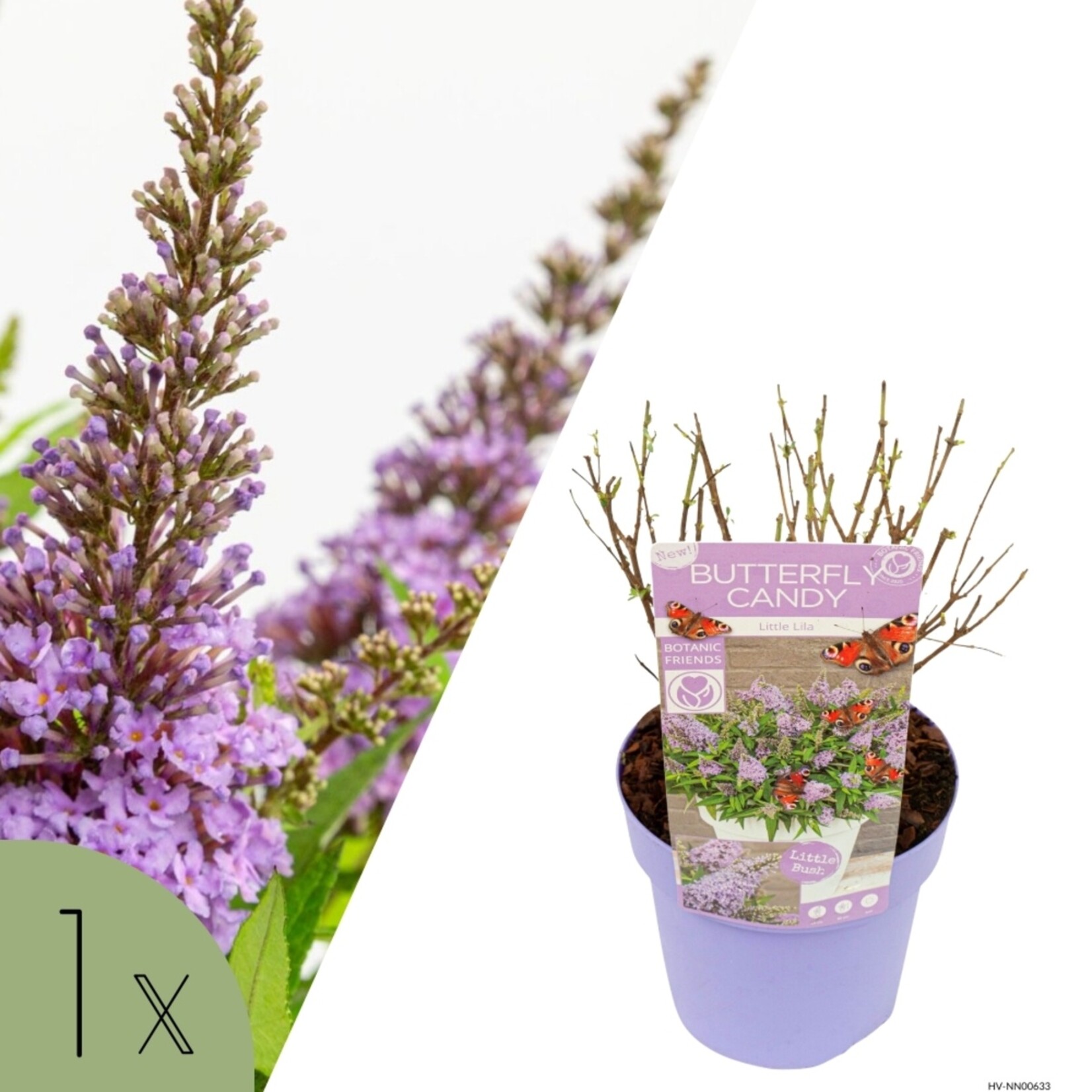 NatureNest Vlinderstruik Little - Compacte Buddleja - Buddleja Butterfly Candy – Little White