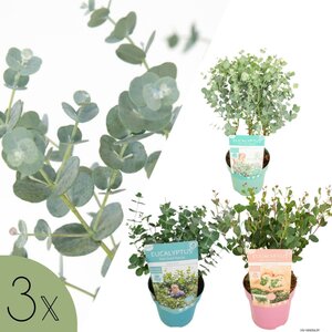 NatureNest Eucalyptus Mix - Set van 3 Soorten - Winterhard – Azura, Baby Blue en Botanic Hearts