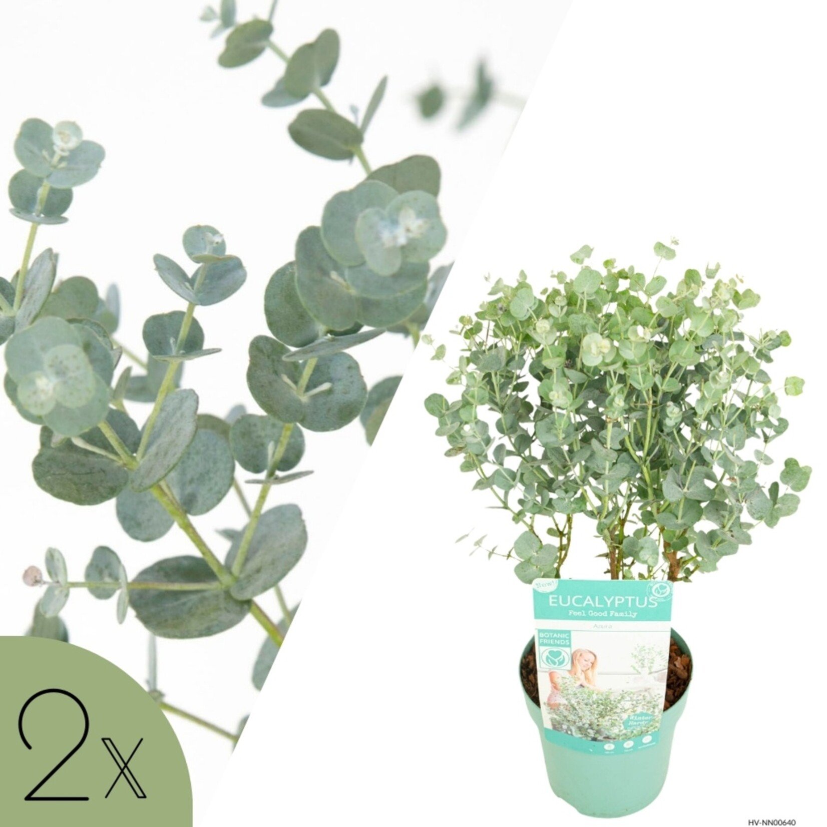 NatureNest Eucalyptus - Set van 2 - Compacte Eucalyptus - Hartvormig Grijs – Botanic Hearts