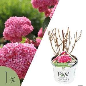 NatureNest Hortensia Annabelle - Sterke Hortensia - Hydrangea Arborescen – Strong Annabelle