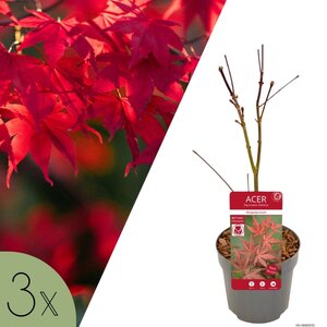 NatureNest Japanse Esdoorn - Set van 3 - Acer Palmatum - Frisgroen Blad