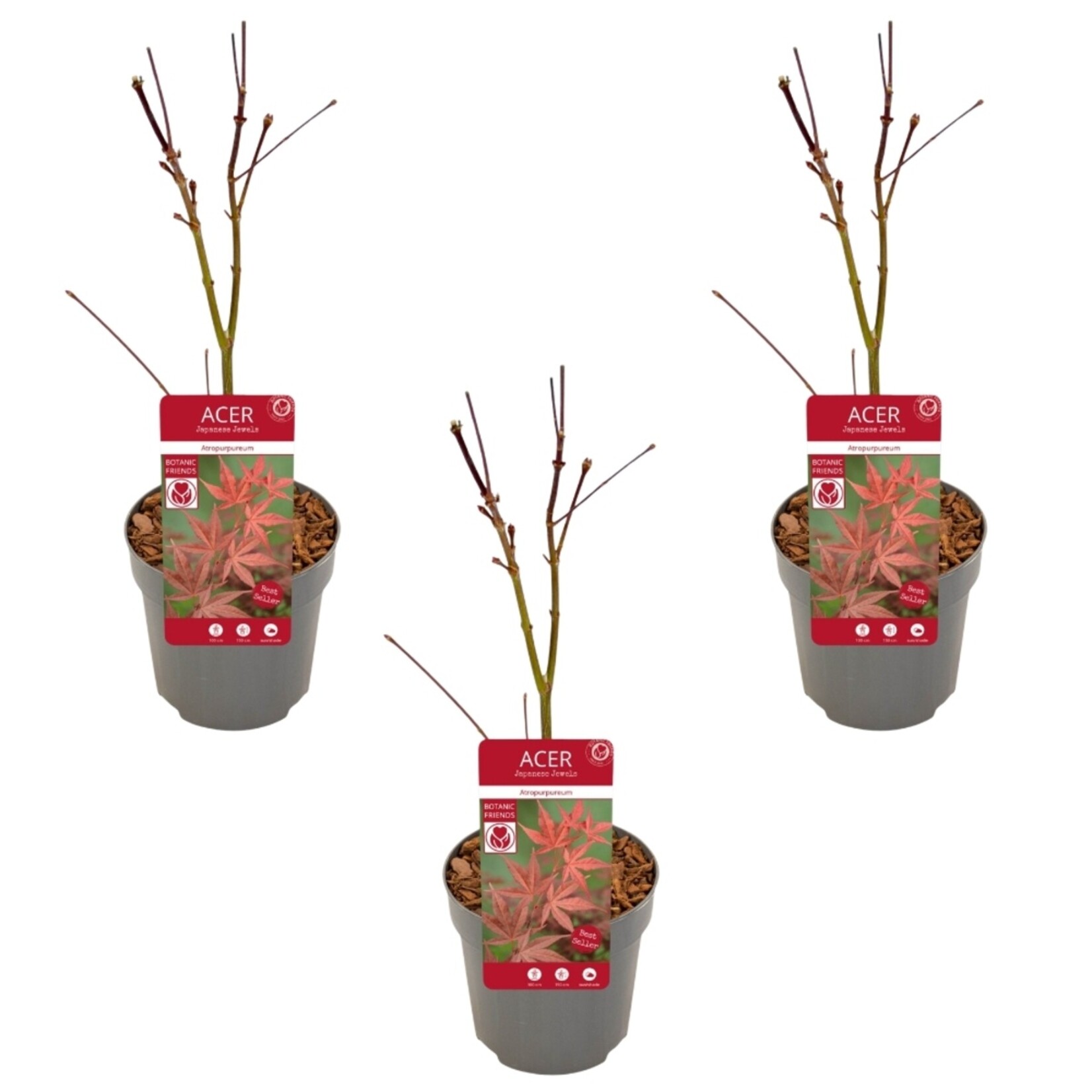 NatureNest Japanse Esdoorn - Set van 3 - Acer Palmatum - Frisgroen Blad