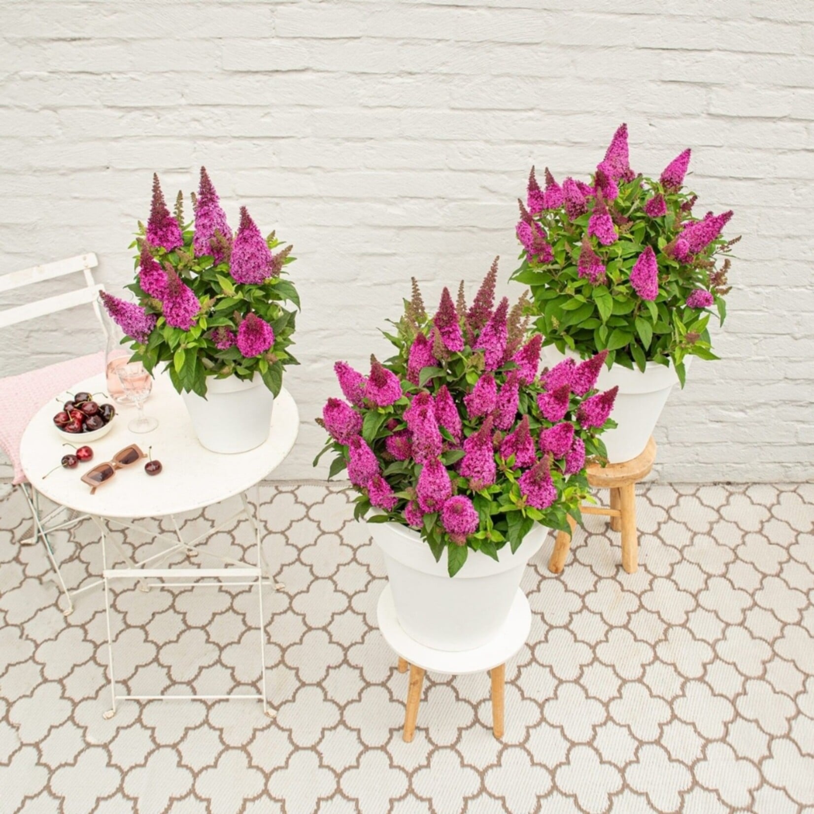 NatureNest Vlinderstruik Little - Compacte Buddleja - Buddleja Butterfly Candy