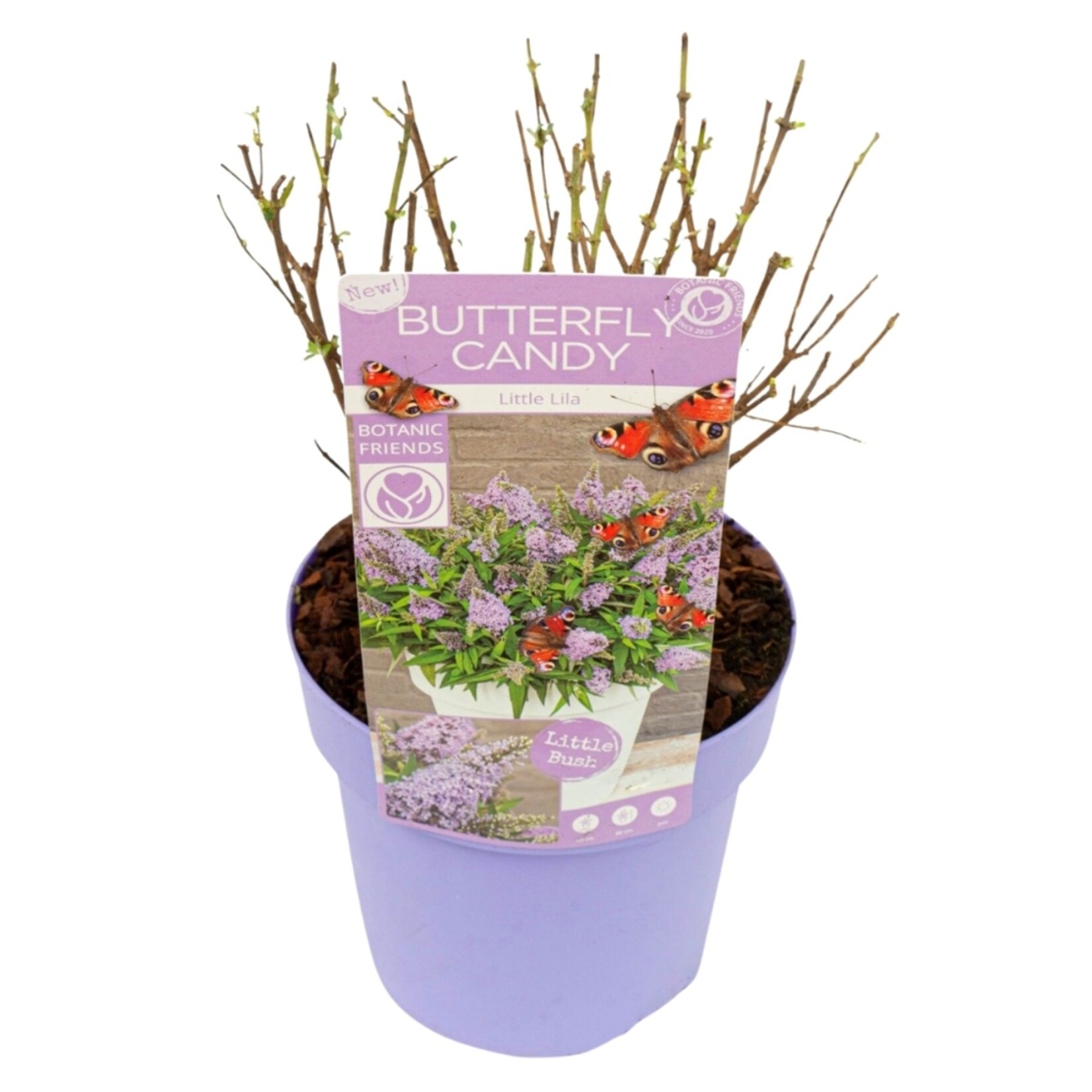 NatureNest Vlinderstruik Little - Compacte Buddleja - Buddleja Butterfly Candy