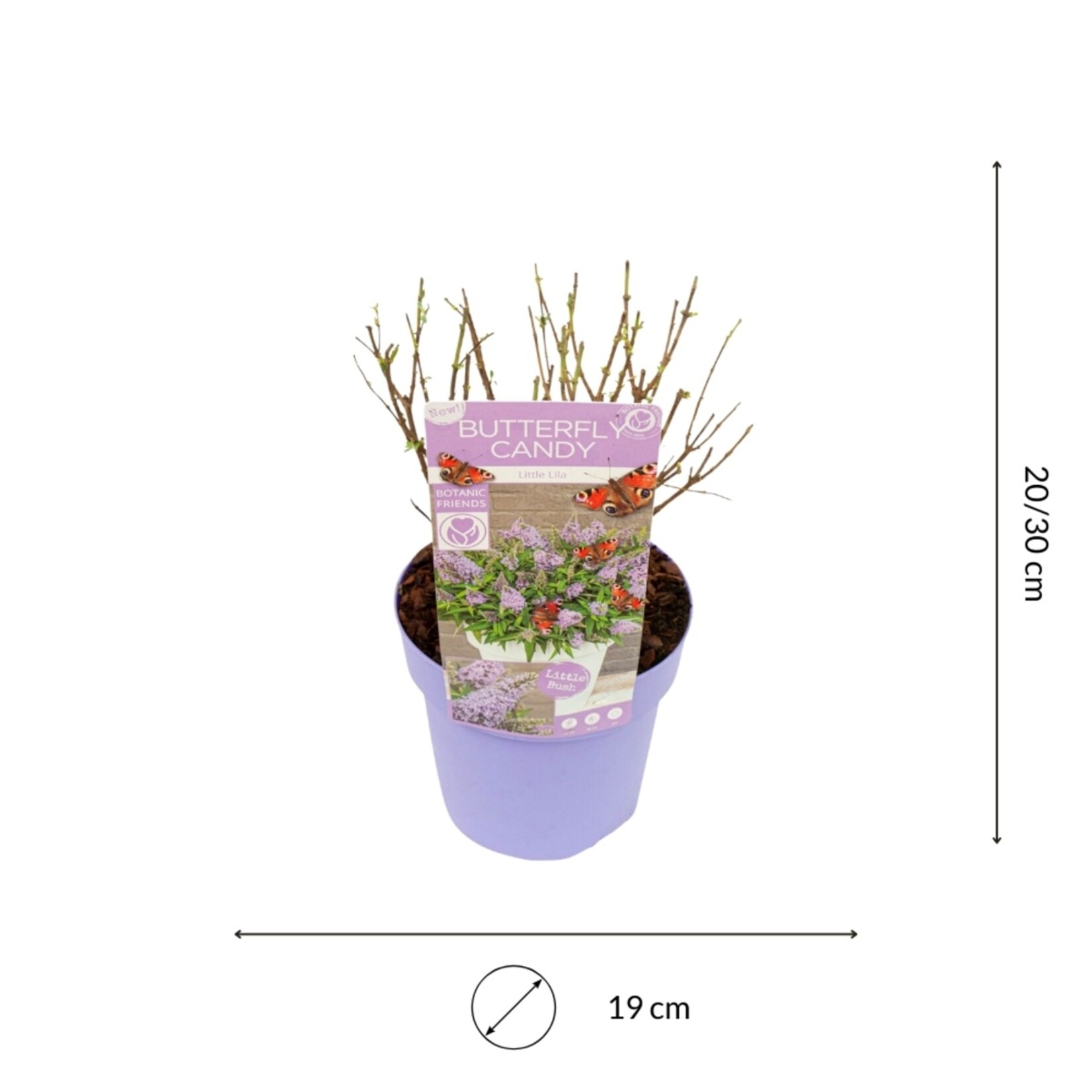 NatureNest Vlinderstruik Little - Compacte Buddleja - Buddleja Butterfly Candy
