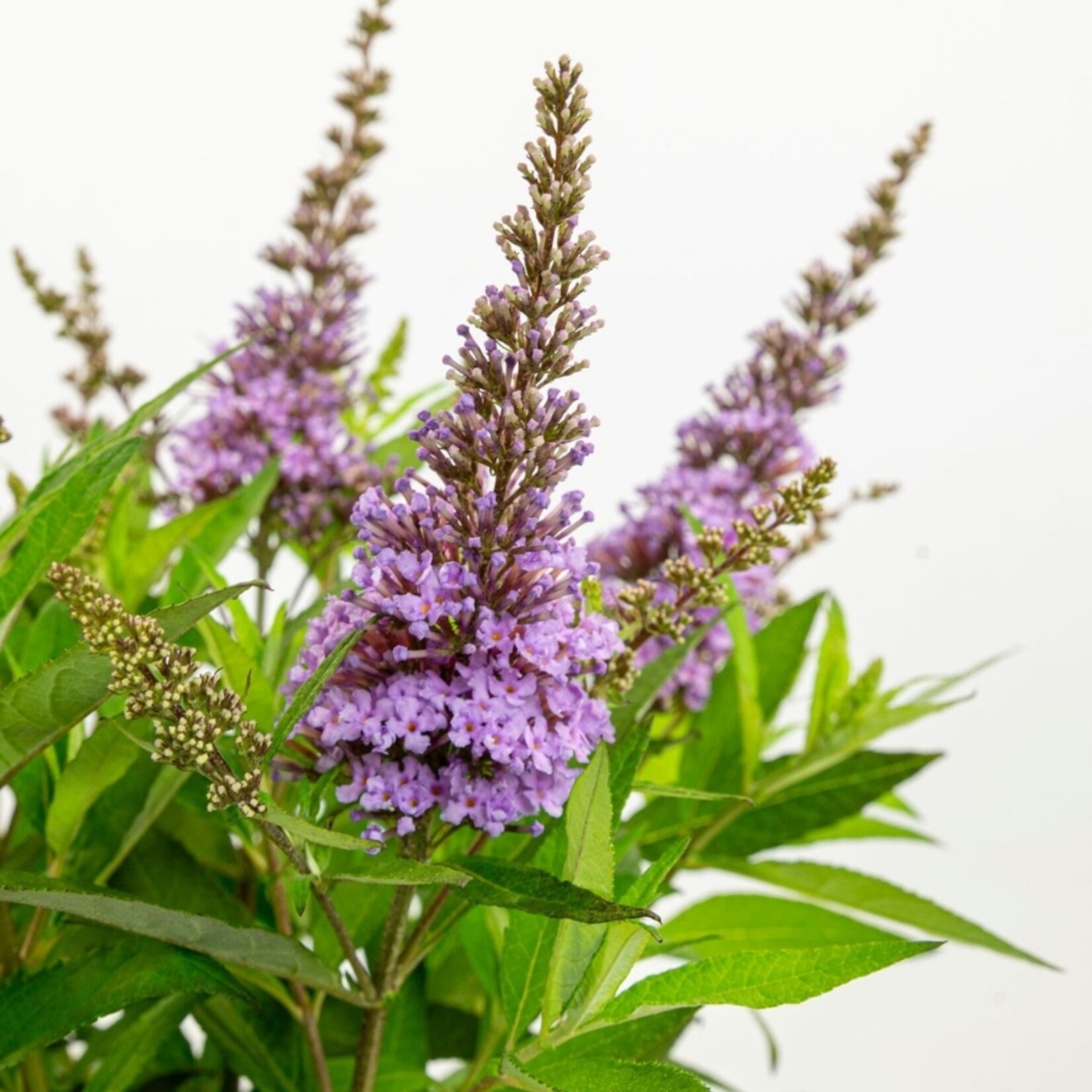 NatureNest Vlinderstruik Little - Compacte Buddleja - Buddleja Butterfly Candy