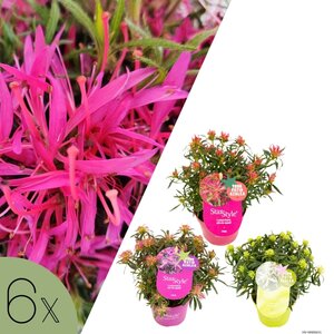 NatureNest Sering Bloomerang - 2 x Set van 3 - Doorbloeiende Sering - Syringa