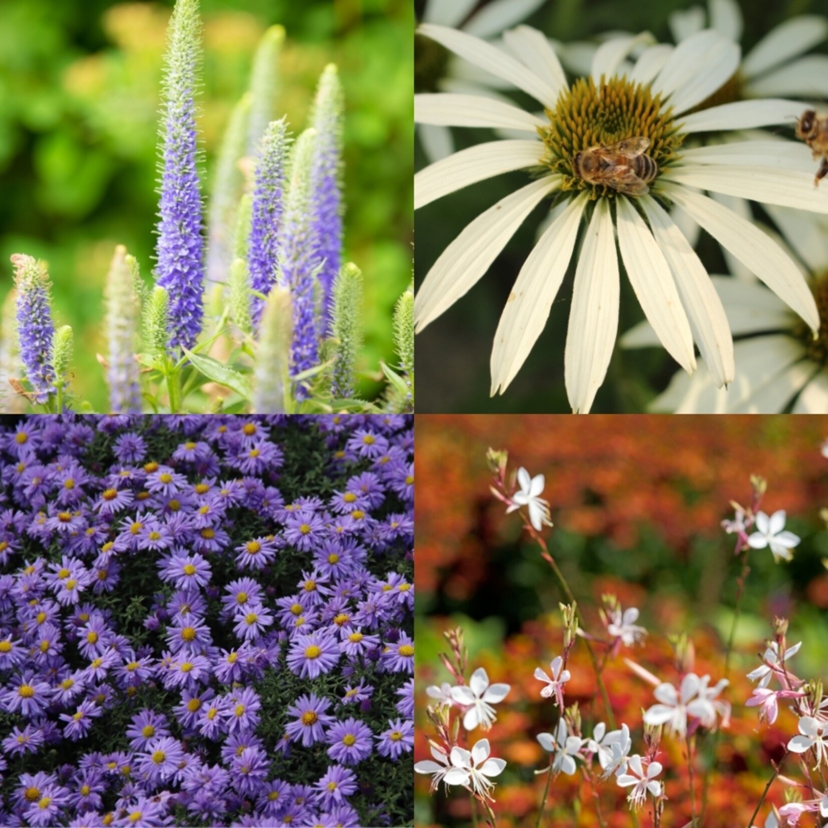 NatureNest Borderpakket Yara - Vaste Borderplanten Mix