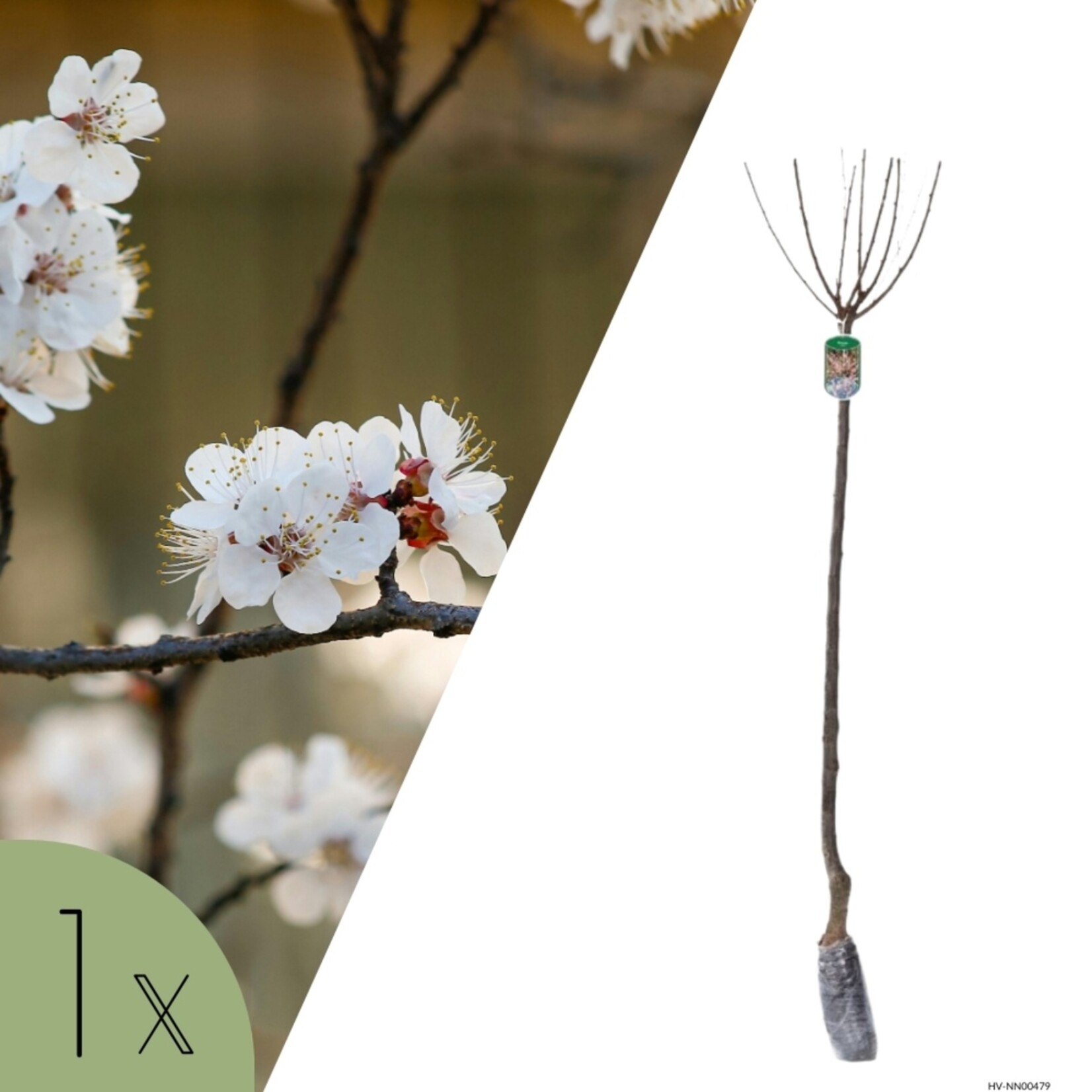 NatureNest Amandelboompje op Stam - 80 cm Stam - Prunus Triloba - Rijkbloeiende Voorjaarsboom