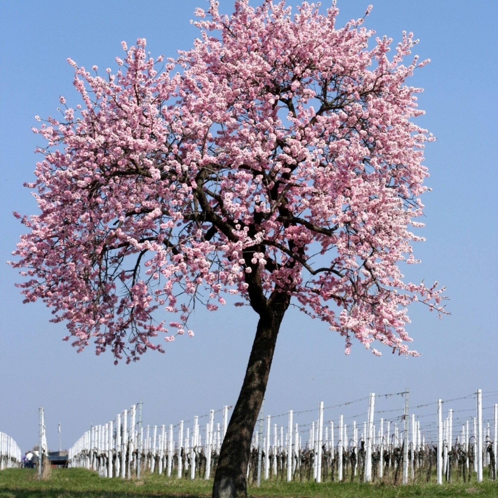 NatureNest Amandelboompje op Stam - 80 cm Stam - Prunus Triloba - Rijkbloeiende Voorjaarsboom