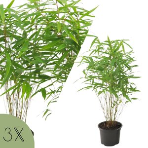 NatureNest Euonymus Fargesia Rufa Bamboeplant – Niet-woekerend en Winterhard