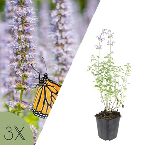 NatureNest Nepeta Walker’s Low Kattenkruid – Bijen en Vlindervriendelijke Tuinplanten – 3