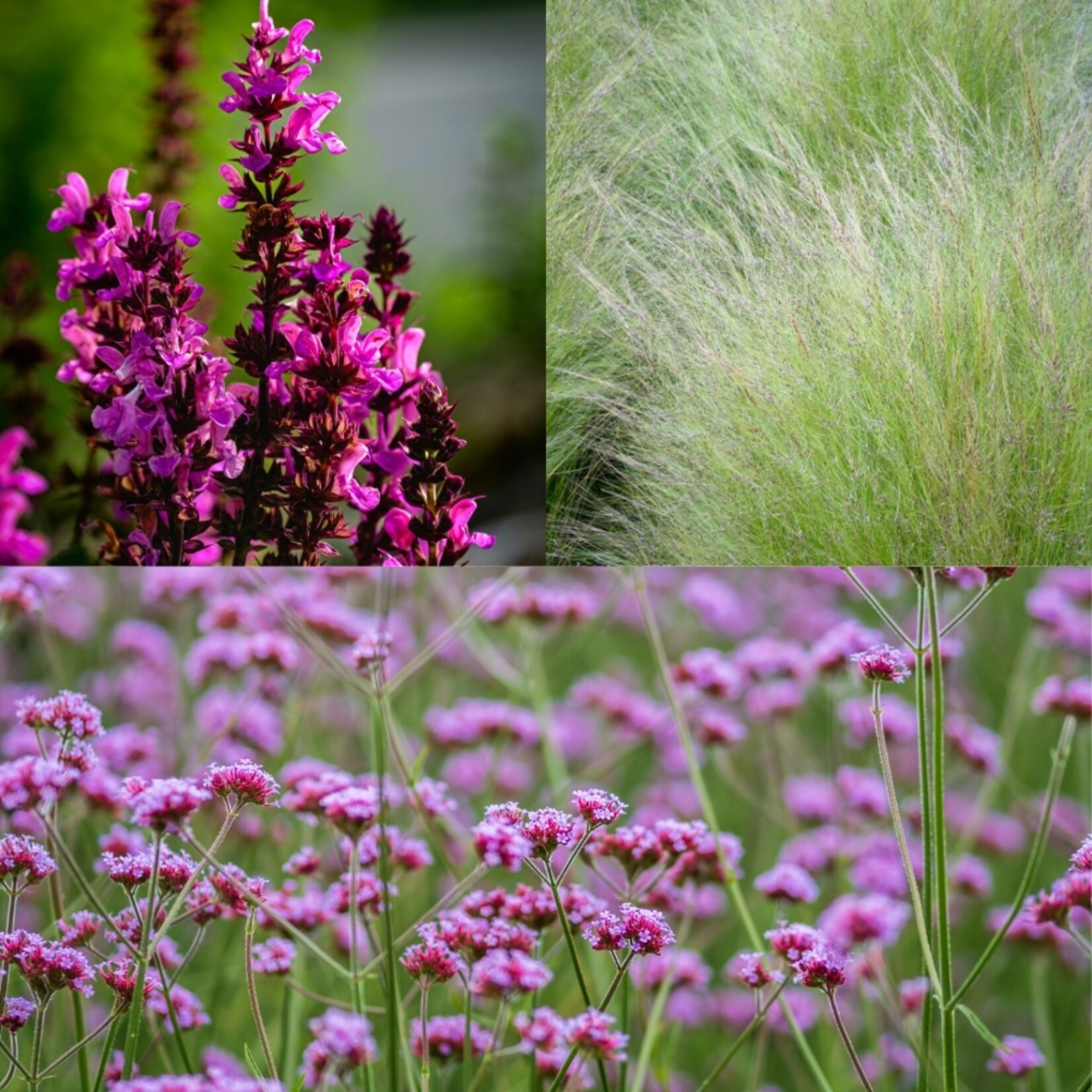NatureNest Borderpakket Zoë - Vaste Borderplanten Mix - Kleurrijke Tuinborder