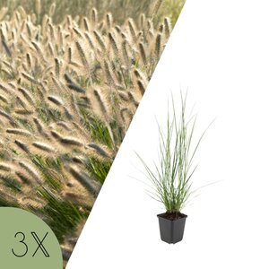 NatureNest Pennisetum Alopecuroides Hameln Siergras – Zachte Pluimen – 3