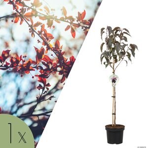 NatureNest Japanse Sierkers Royal Burgundy - op 80 cm Stam - Prunus Serrulata - Decoratieve Bloesemboom