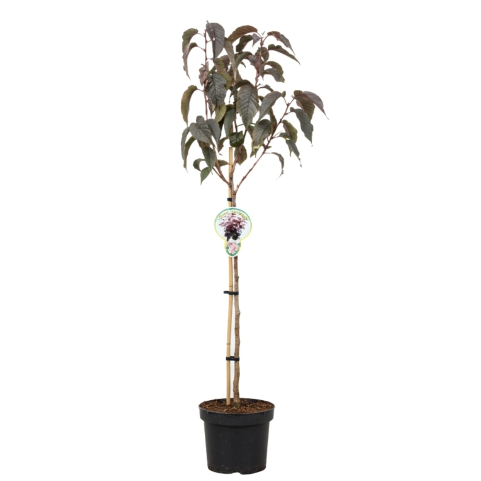 NatureNest Japanse Sierkers Royal Burgundy - op 80 cm Stam - Prunus Serrulata - Decoratieve Bloesemboom