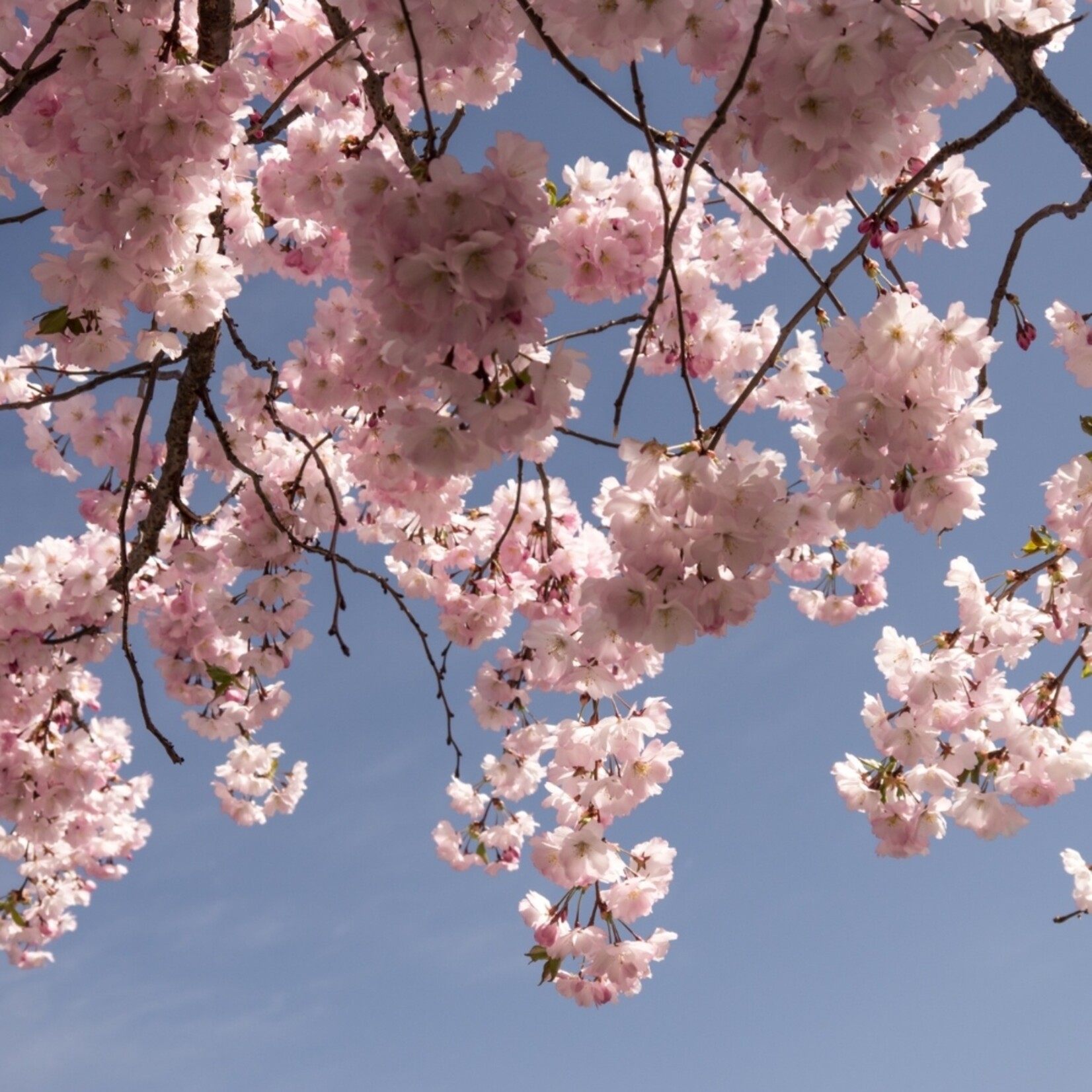NatureNest Japanse Sierkers Royal Burgundy - op 80 cm Stam - Prunus Serrulata - Decoratieve Bloesemboom