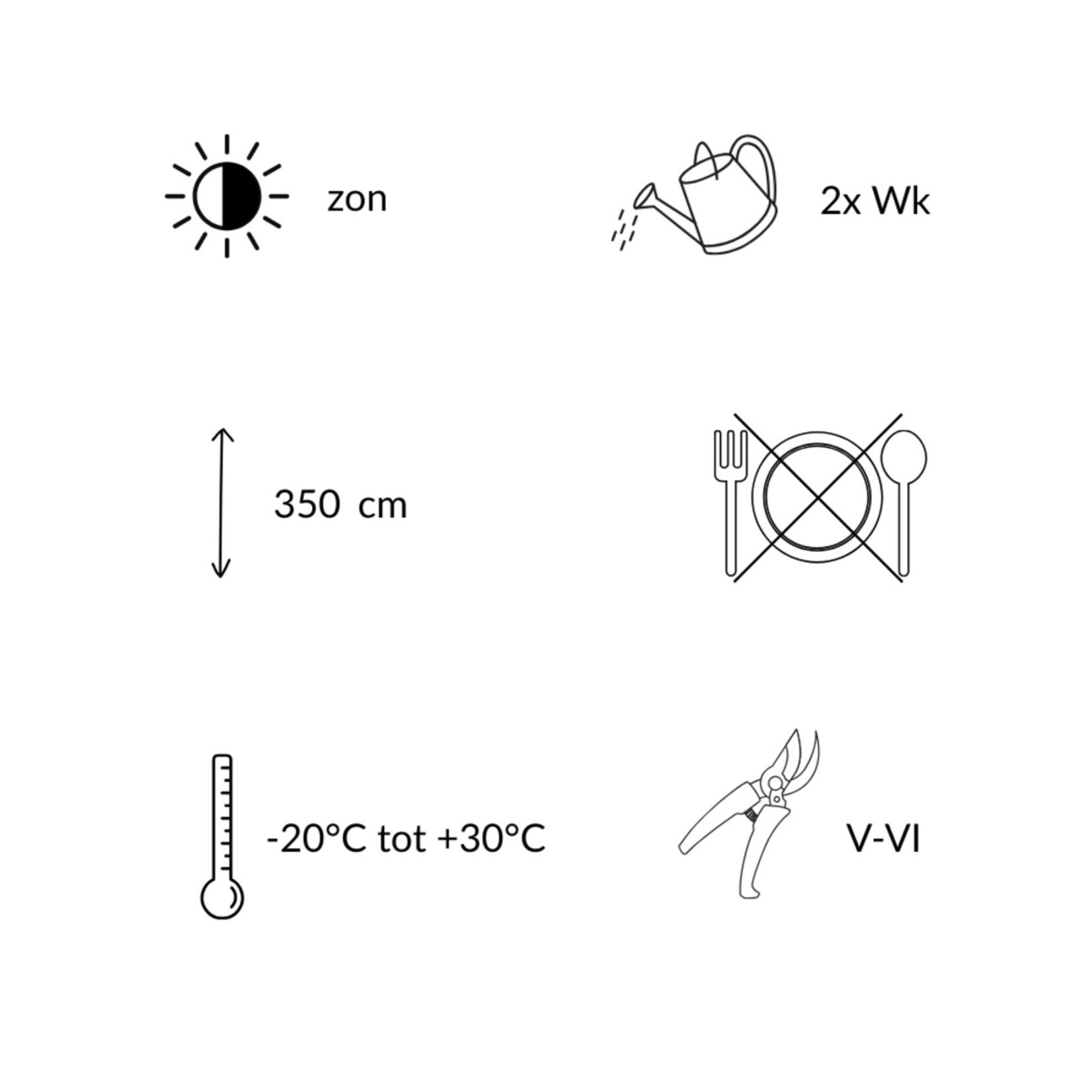 NatureNest Japanse Sierkers Royal Burgundy - op 80 cm Stam - Prunus Serrulata - Decoratieve Bloesemboom