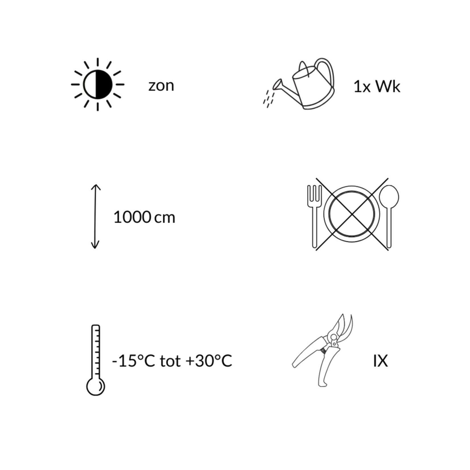NatureNest Noorse Esdoorn Crimson Sentry - op 80 cm Stam - Acer Platanoides - Smal Groeiende Sierboom