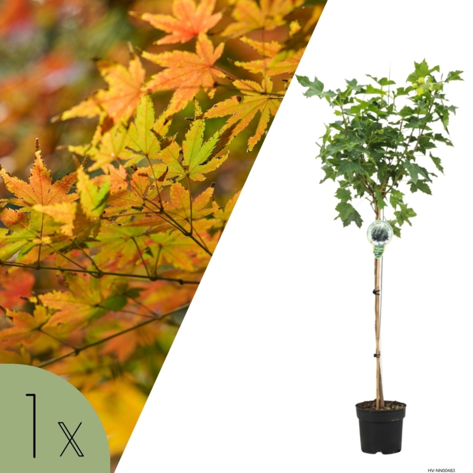 NatureNest Noorse Esdoorn Globosum - op 80 cm Stam - Acer Platanoides Globosum - Bolvormige Sierboom