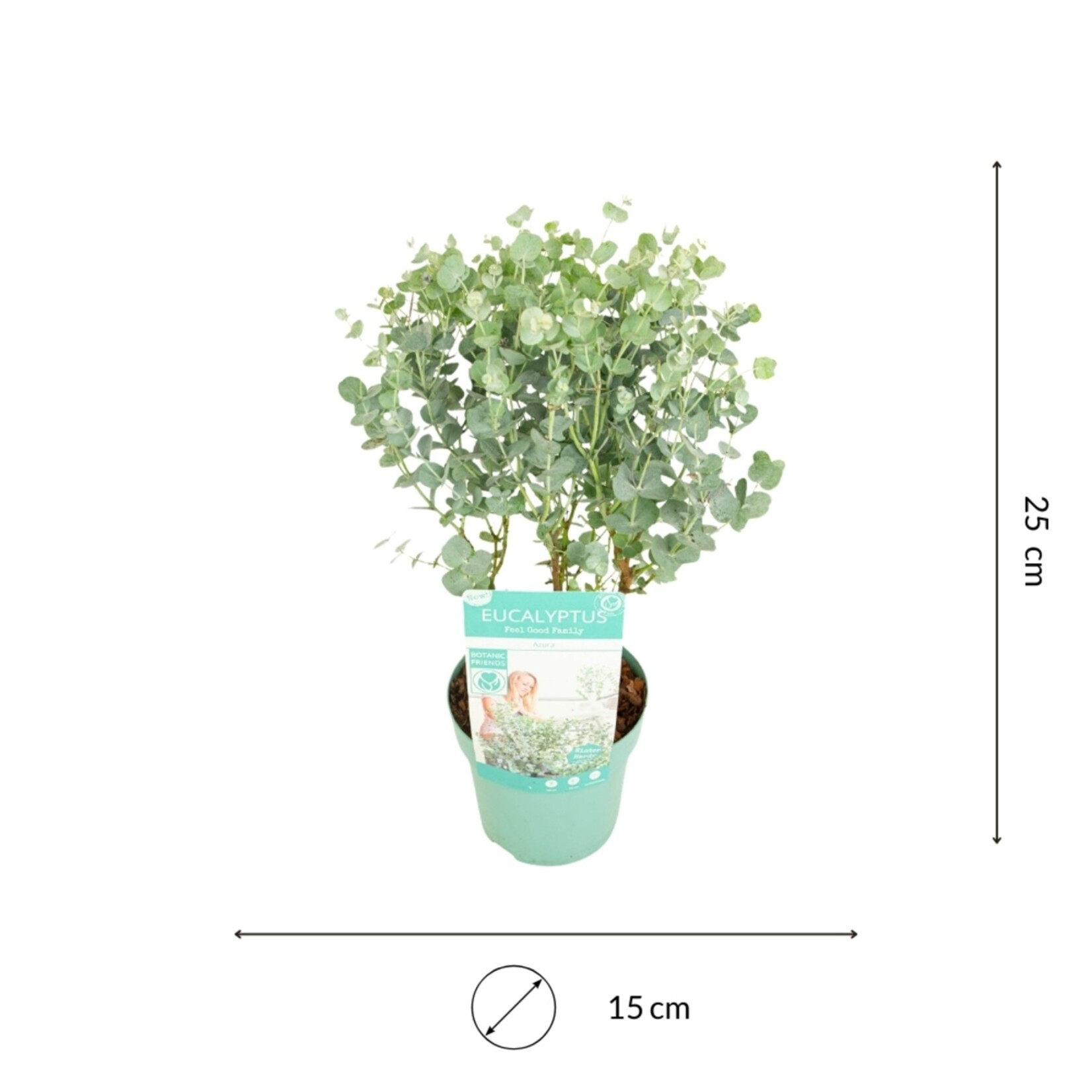 NatureNest Eucalyptus - Set van 2 - Compacte Eucalyptus - Hartvormig Grijs – Botanic Hearts
