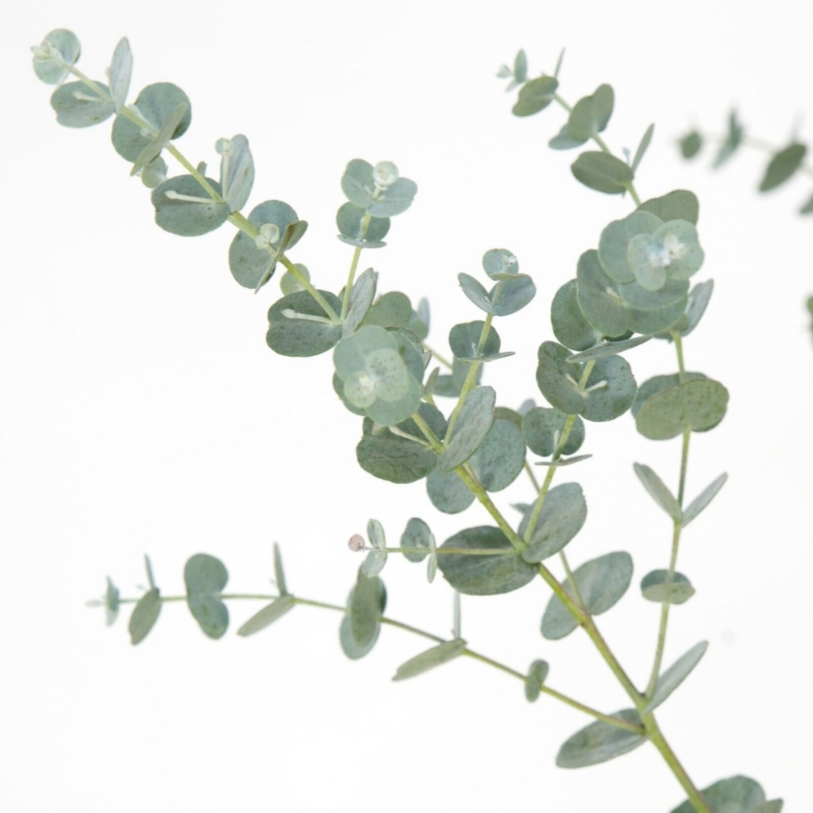 NatureNest Eucalyptus - Set van 2 - Compacte Eucalyptus - Hartvormig Grijs – Botanic Hearts
