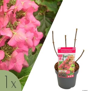 NatureNest Compacte Hortensia - Eikenbladhortensia - Hydrangea Quercif en Serrata